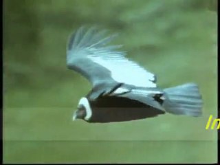 CARRY ON TILL TOMORROW - we all together (perú)+ lyrics
