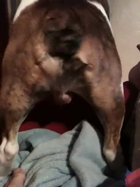 Marley Bulldog Anglais