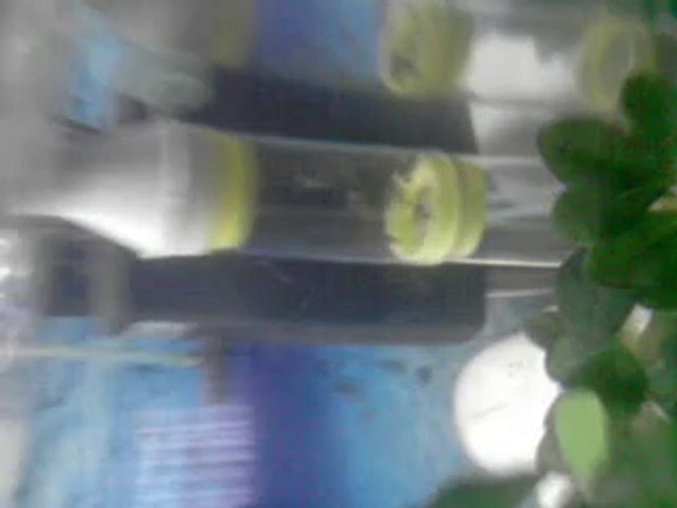 13 GÜNLÜK İLANGİ YELLOW