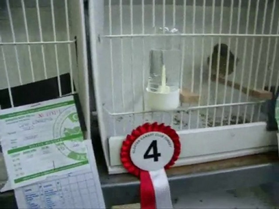 02-MELANİN YEŞİL TEPELİ DİŞİLER | CLUP SHOW 2010