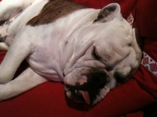 Marley Bulldog Anglais