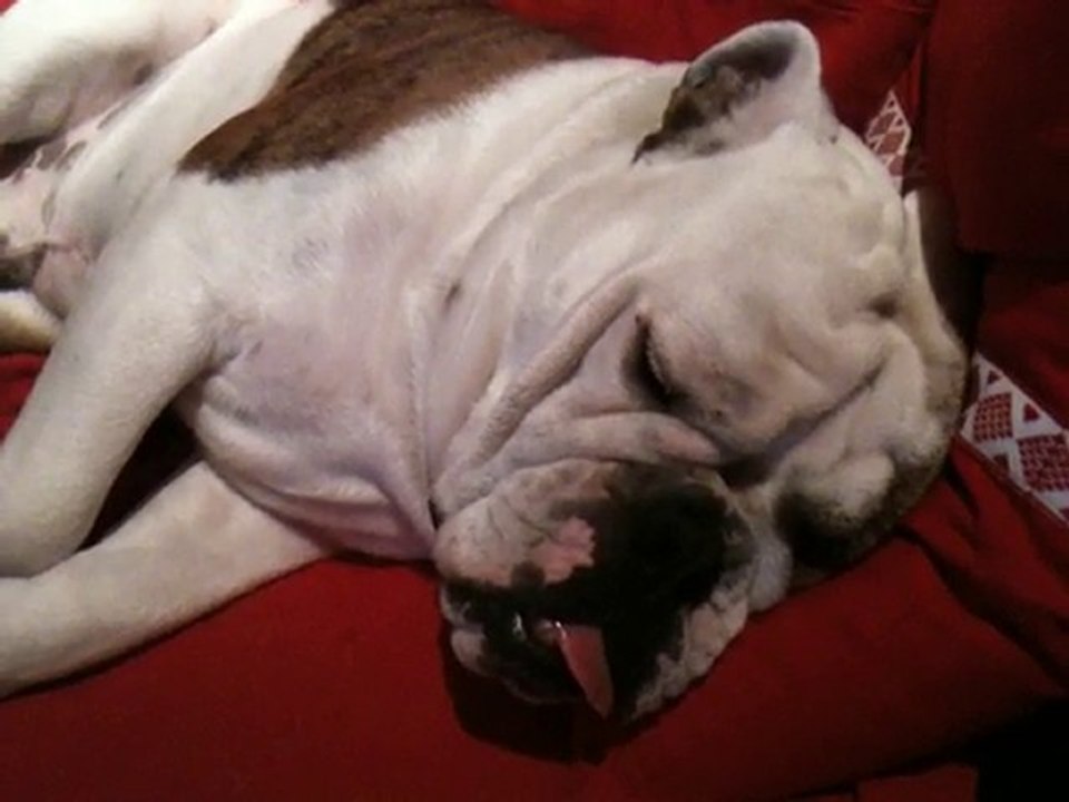 Marley Bulldog Anglais