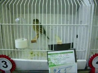 04-MELANİN YEŞİL KABAK DİŞİLER | CLUP SHOW 2010