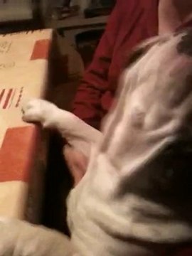 Marley Bulldog Anglais