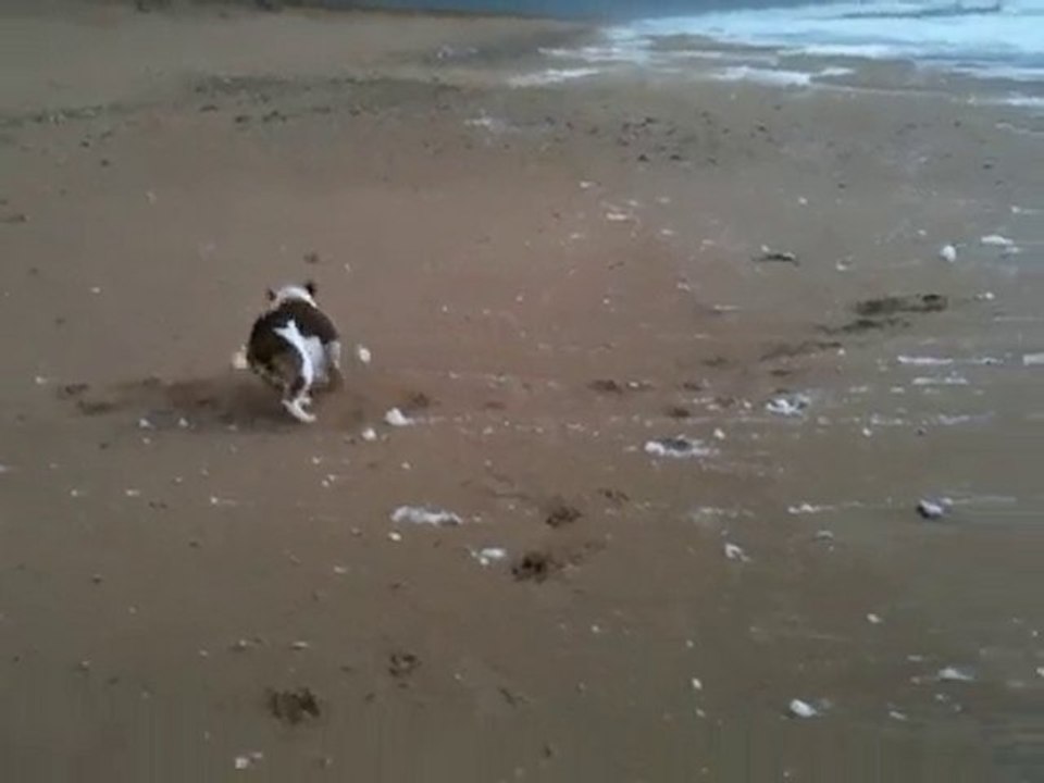 Marley Bulldog Anglais