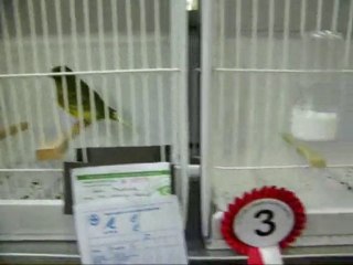 07-İNCE TÜY TEPELİLER | CLUP SHOW 2010