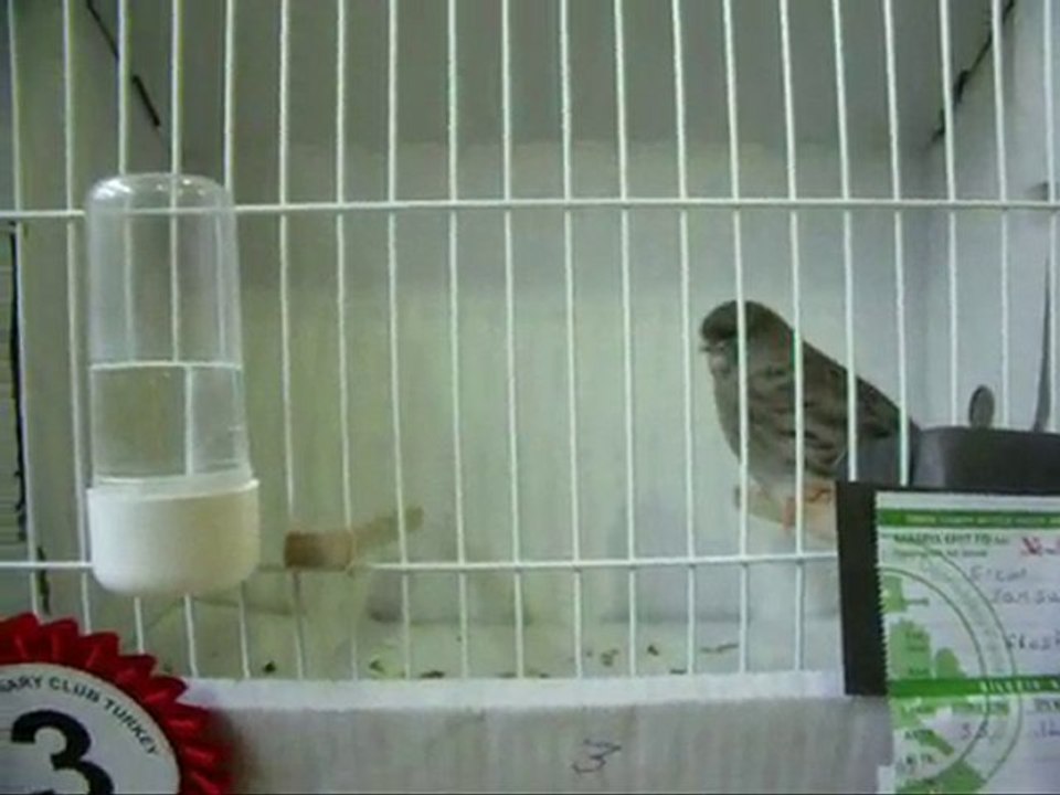 12-BEYAZ GRİ BEŞİKTAŞLI KABAKLAR | CLUP SHOW 2010