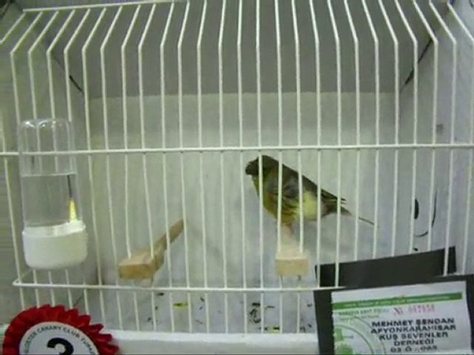 13-AHRAÇ TEPELİ ERKEKLER | CLUP SHOW 2010