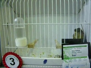 17-AHRAÇ TEPELİ DİŞİLER | CLUP SHOW 2010