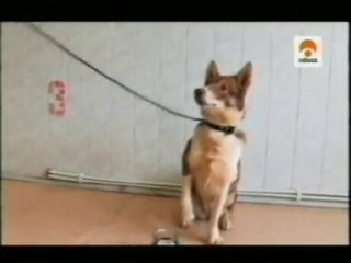 Perros Sulimov: Detectores de explosivos