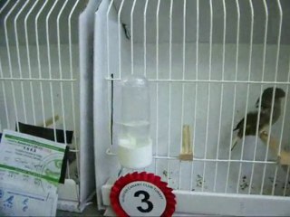 18-LİPOGROM AHRAÇ TEPELİ DİŞİLER | CLUP SHOW 2010