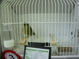 19-AHRAÇ KABAK DİŞİLER | CLUP SHOW 2010