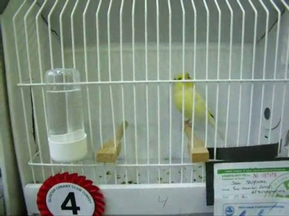 20-LİPOGROM AHRAÇ KABAK DİŞİLER | CLUP SHOW 2010