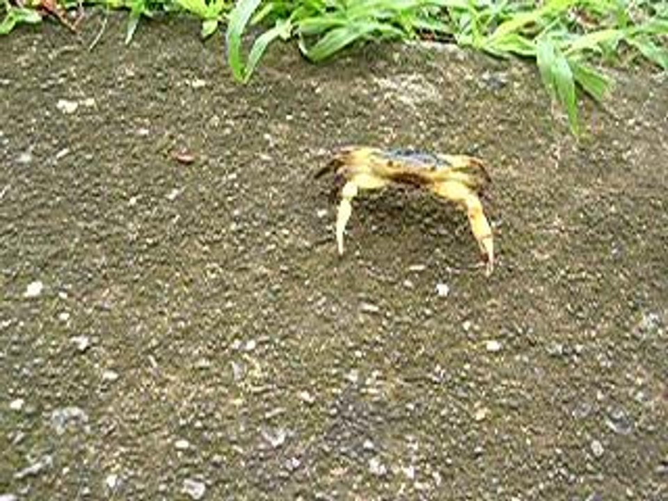 Crabe de Terre...
