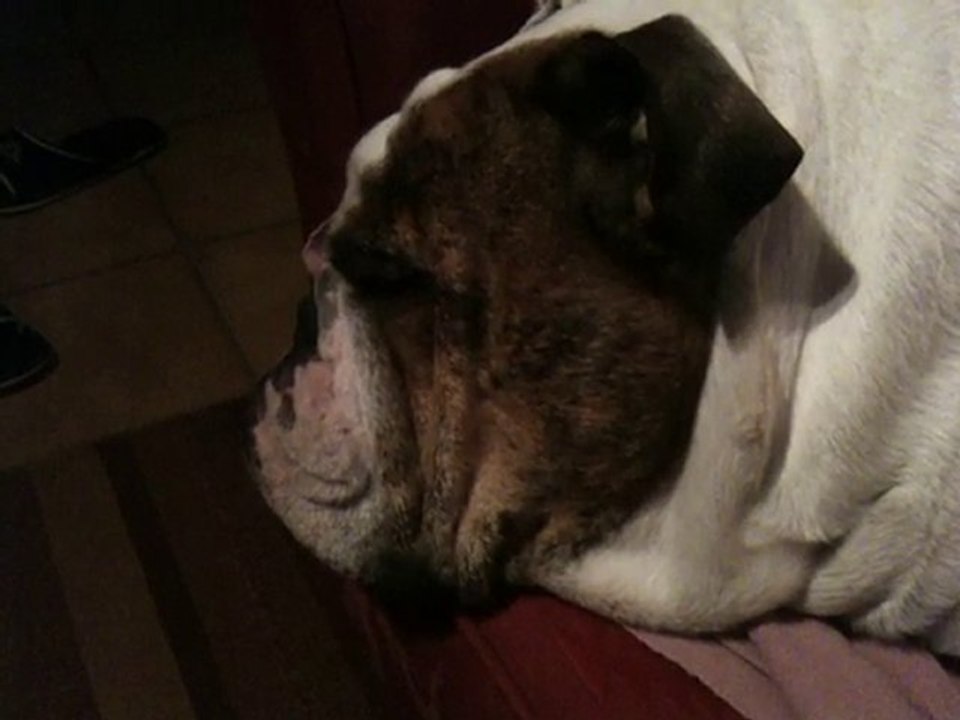 Marley Bulldog Anglais