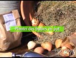 Planter vos bulbes en pots  - Promesse de fleurs