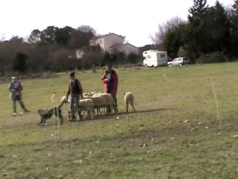 Beauceron au troupeau (Cant)