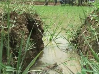 AGROECOLOGIE AU LAOS - LE POTENTIEL RIZ A XIENG KHOUANG