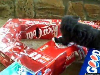 Tunnel pour Chats en Packs de Bières