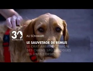 Sommaire 30 Millions d'Amis du 5 decembre 2010