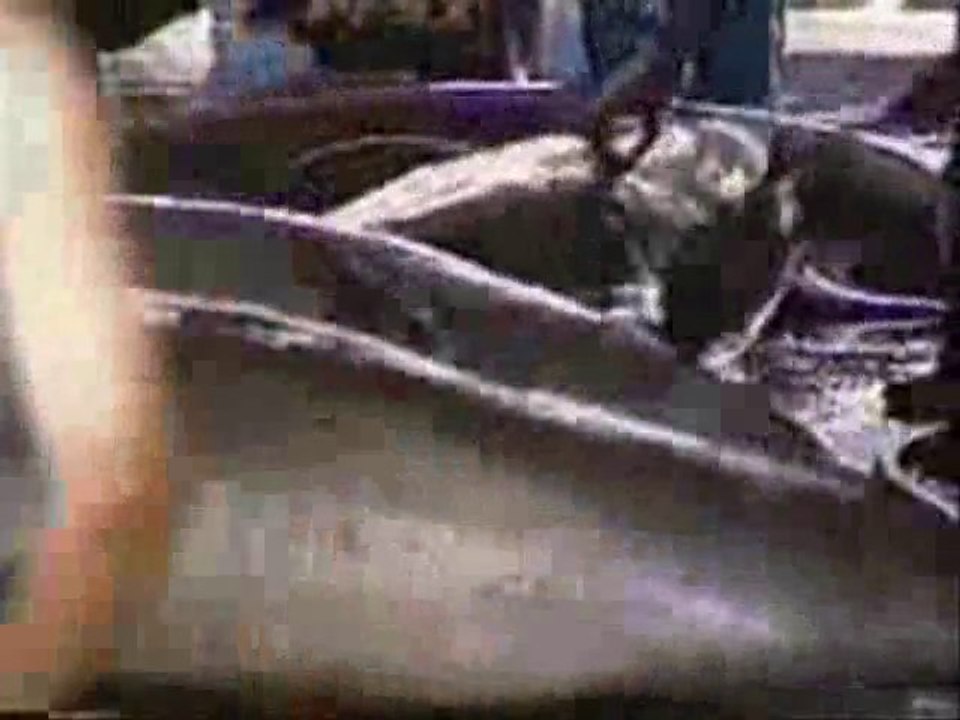 Agir Pour Les Dauphins