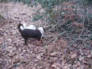 Mes filles en forêt