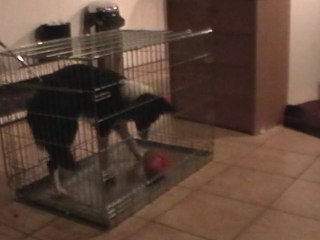 Eaven et le kong 30 11 10