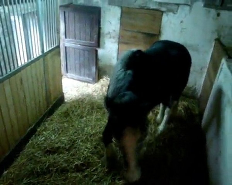 pluie & licol vert, sortie sous la pluie