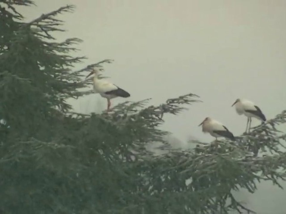 Cigognes sous la neige