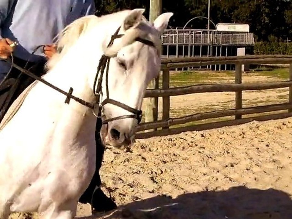 Buik - Companhia das Lezirias 3