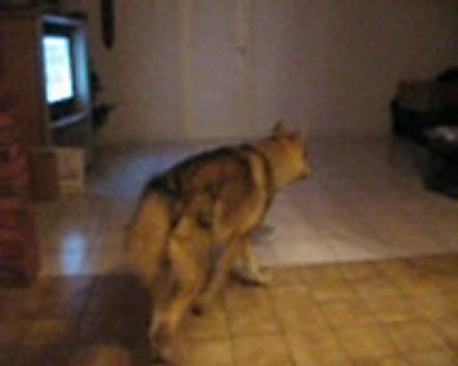 mon gros débile mdr