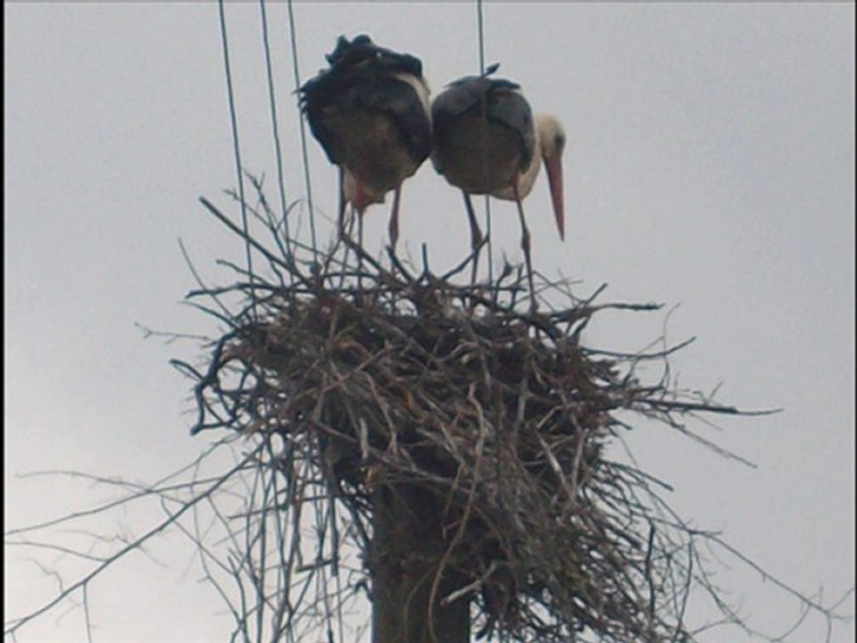 село Егоровка Фалештского района Moldova старообрядцы