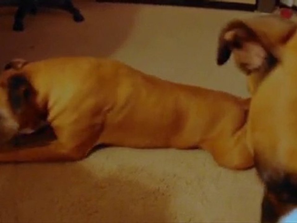 Shake Your BON BON, Carpet Riding Doggy Style