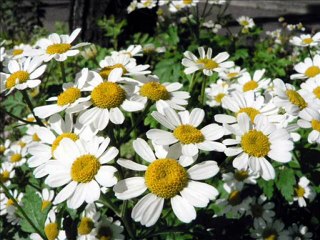 Sedat Ucan - Derdimin Dermani | www.islamseli.net