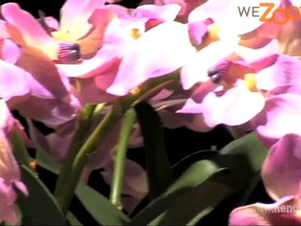 WeZooz.be - Siematic Keuken - opbouw siematic keuken