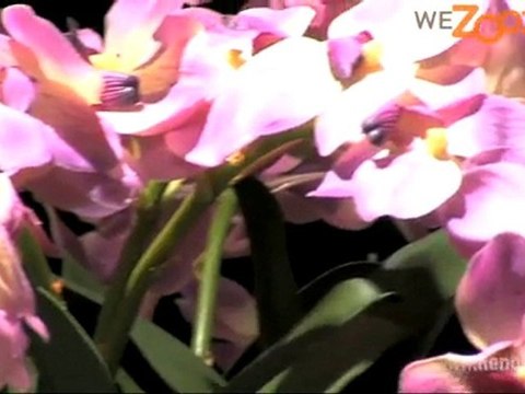 WeZooz.be - Siematic Keuken - opbouw siematic keuken