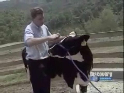 Genetica: Animales transgenicos