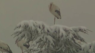 Cigognes sous la neige 2