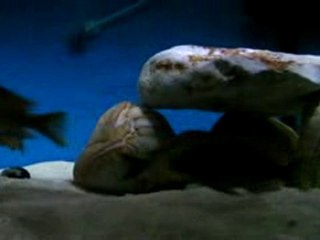 Tropheus Kambwimba 3ncu