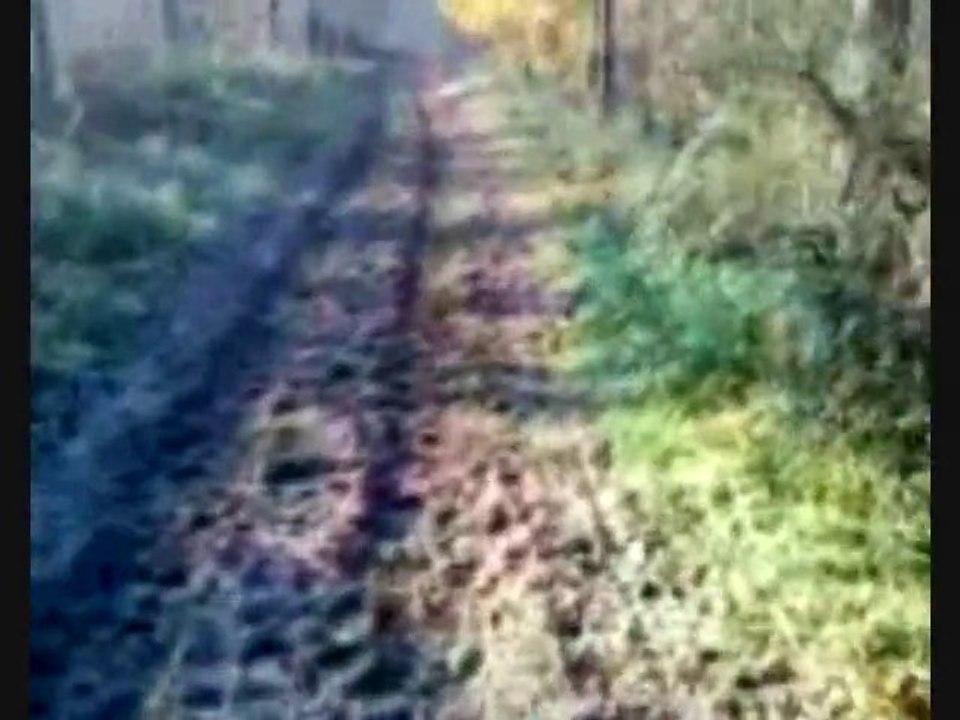 trotting 24.11.2010