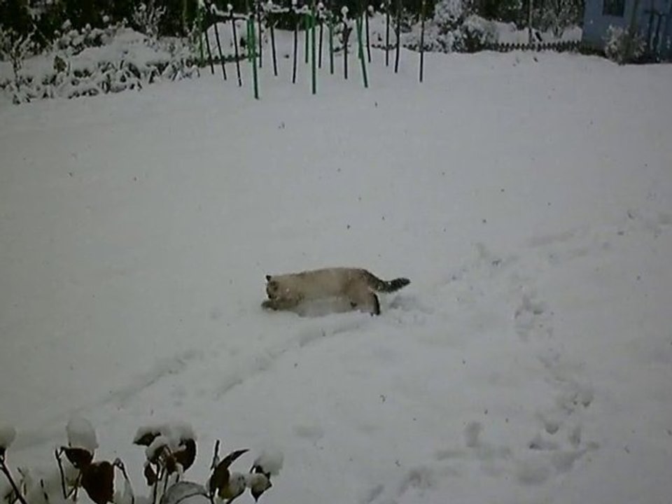 bihan joue avec la neige