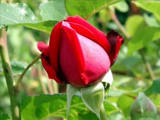 Ali Ercan - Göçtü Kervan - www.islamseli.net