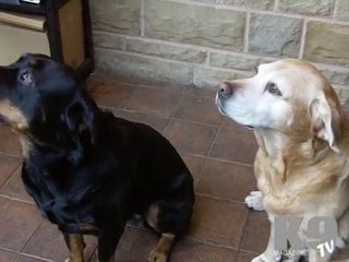 K9 Magazine Video Review Handmade Dog Necklaces