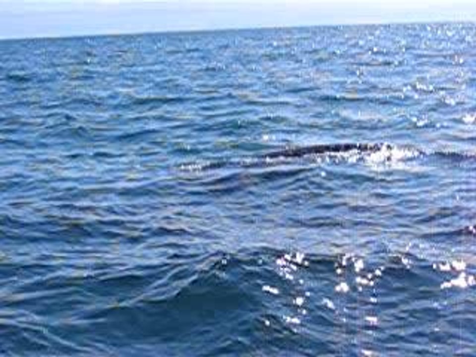 baleine grise guerero negro 2