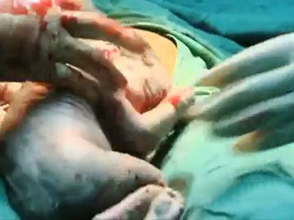 Les bébés de Bwindi