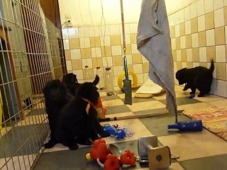 Les p'tits loups a 36 jours