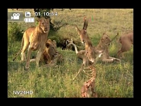 Culture Pub - Compile, Spéciale Le roi des animaux