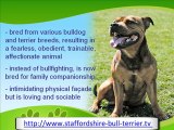 The Affectionate Staffordshire Bull Terrier