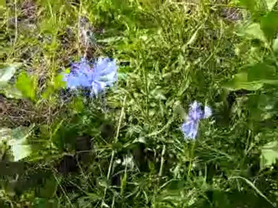 bleuets_ardeche