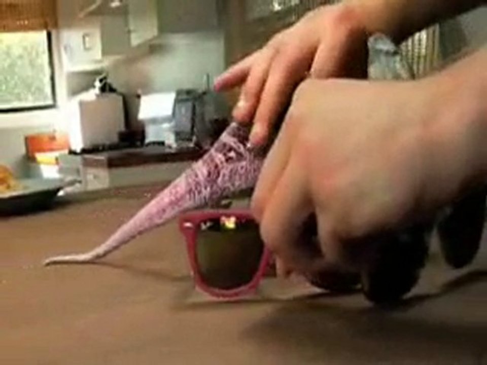 Chameleon a lunettes